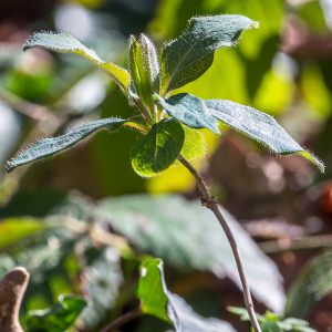 Photographie n°2516961 du taxon Lonicera periclymenum L.