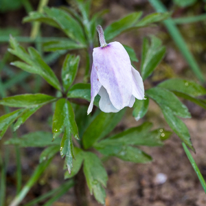 Photographie n°2516970 du taxon Anemone nemorosa L. [1753]