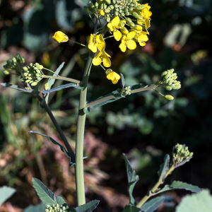 Photographie n°2516971 du taxon Brassica napus L. [1753]