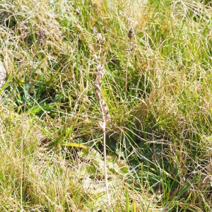 Photographie n°2516981 du taxon Spiranthes spiralis K.Koch