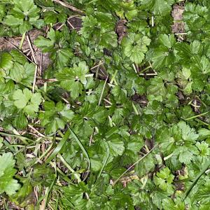 Photographie n°2516994 du taxon Ranunculus repens L. [1753]