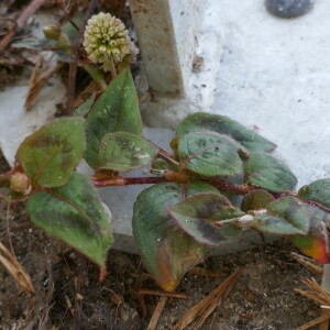  - Persicaria capitata (Buch.-Ham. ex D.Don) H.Gross