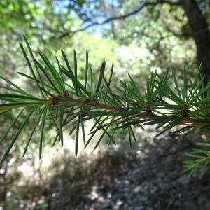 Photographie n°2517070 du taxon Cedrus atlantica (Manetti ex Endl.) Carrière [1855]