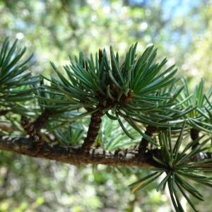 Photographie n°2517074 du taxon Cedrus atlantica (Manetti ex Endl.) Carrière [1855]