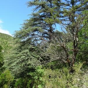 Photographie n°2517075 du taxon Cedrus atlantica (Manetti ex Endl.) Carrière [1855]