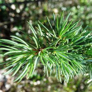 Photographie n°2517076 du taxon Cedrus atlantica (Manetti ex Endl.) Carrière [1855]