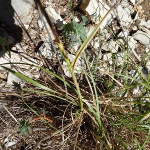 Photographie n°2517079 du taxon Brachypodium retusum (Pers.) P.Beauv. [1812]