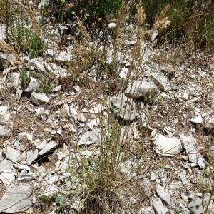 Photographie n°2517080 du taxon Brachypodium retusum (Pers.) P.Beauv. [1812]