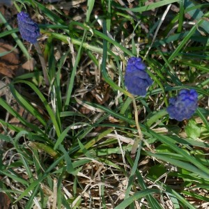 Photographie n°2517129 du taxon Muscari neglectum Guss. ex Ten. [1842]