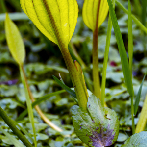 Photographie n°2517176 du taxon Alisma plantago-aquatica L. [1753]