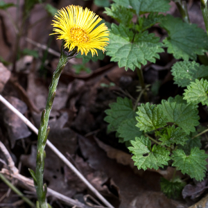 Photographie n°2517194 du taxon Tussilago farfara L.