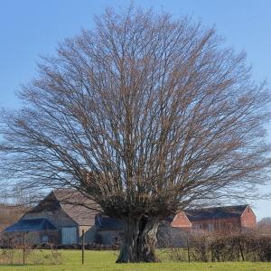 Photographie n°2517217 du taxon Carpinus betulus L. [1753]