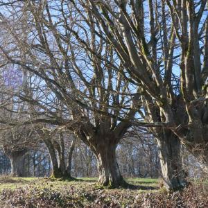 Photographie n°2517220 du taxon Carpinus betulus L. [1753]