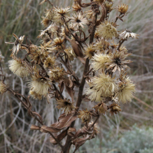 Photographie n°2517254 du taxon Dittrichia viscosa (L.) Greuter