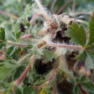 Photographie n°2517389 du taxon Potentilla verna L.