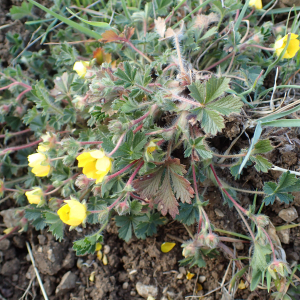 Photographie n°2517392 du taxon Potentilla verna L.