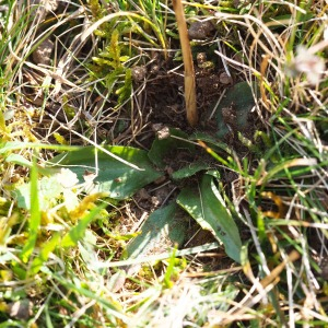 Photographie n°2517427 du taxon Spiranthes spiralis (L.) Chevall.