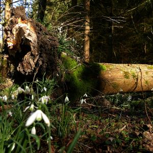 Photographie n°2517431 du taxon Galanthus nivalis L. [1753]