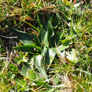 Photographie n°2517484 du taxon Spiranthes spiralis (L.) Chevall.