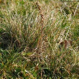 Photographie n°2517485 du taxon Spiranthes spiralis (L.) Chevall.