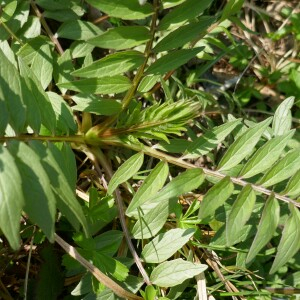 Photographie n°2517488 du taxon Valeriana officinalis L. [1753]