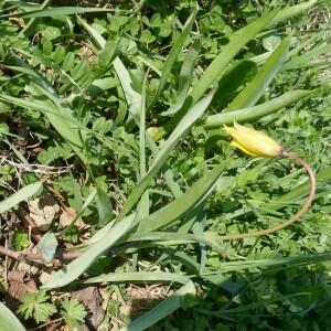 Photographie n°2517491 du taxon Tulipa sylvestris L.