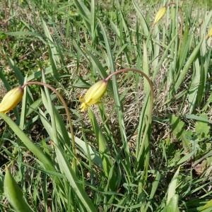 Photographie n°2517492 du taxon Tulipa sylvestris L.