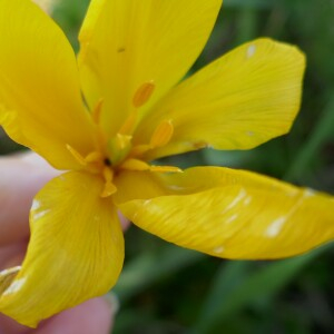 Photographie n°2517493 du taxon Tulipa sylvestris L.