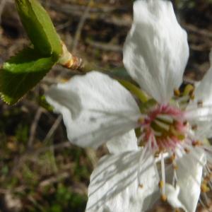 Photographie n°2517503 du taxon Prunus L. [1753]