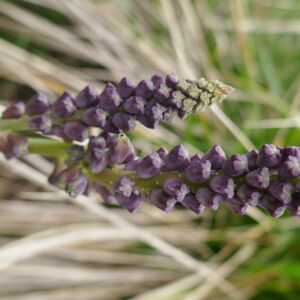 Photographie n°2517522 du taxon Muscari comosum (L.) Mill. [1768]