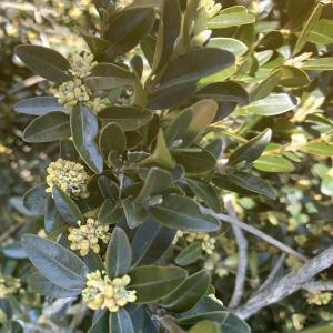 Photographie n°2517527 du taxon Buxus sempervirens L.