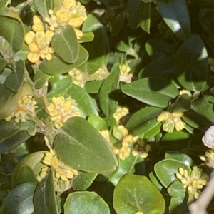 Photographie n°2517529 du taxon Buxus sempervirens L.