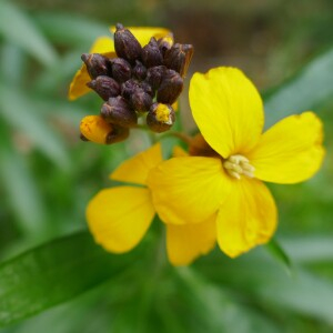 Photographie n°2517552 du taxon Erysimum cheiri (L.) Crantz [1769]