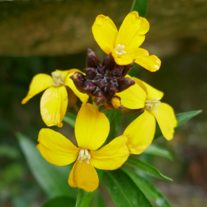 Photographie n°2517553 du taxon Erysimum cheiri (L.) Crantz [1769]