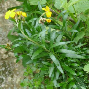 Photographie n°2517554 du taxon Erysimum cheiri (L.) Crantz [1769]