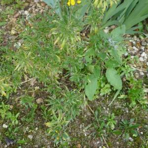 Photographie n°2517556 du taxon Erysimum cheiri (L.) Crantz [1769]