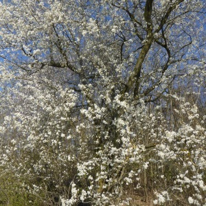 Photographie n°2517606 du taxon Prunus L. [1753]