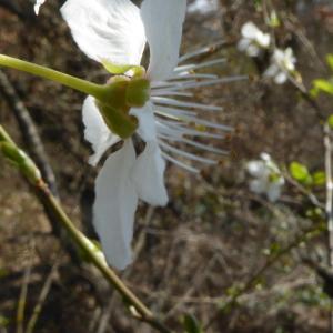 Photographie n°2517607 du taxon Prunus L. [1753]