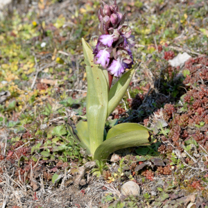 Photographie n°2517685 du taxon Himantoglossum robertianum (Loisel.) P.Delforge
