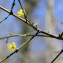  Michel Pansiot - Cornus mas L.