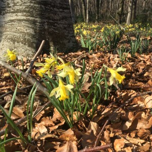 Photographie n°2517691 du taxon Narcissus pseudonarcissus L.