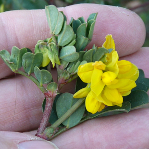 Photographie n°2517730 du taxon Coronilla glauca L.