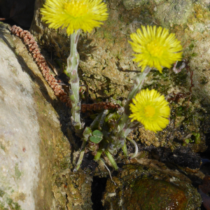 Photographie n°2517731 du taxon Tussilago farfara L.