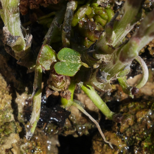 Photographie n°2517734 du taxon Tussilago farfara L.