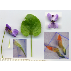 Viola ×pluricaulis Borbás (Violette multicaule)
