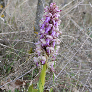 Photographie n°2517769 du taxon Himantoglossum robertianum (Loisel.) P.Delforge