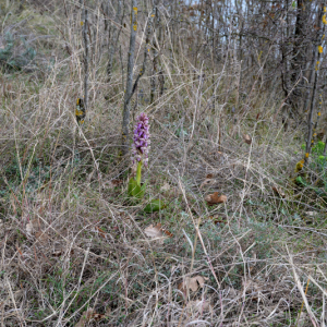 Photographie n°2517770 du taxon Himantoglossum robertianum (Loisel.) P.Delforge
