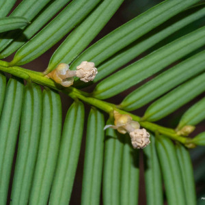 Photographie n°2517771 du taxon Taxus baccata L. [1753]