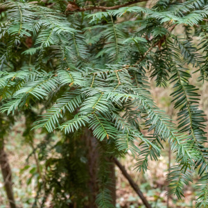 Photographie n°2517774 du taxon Taxus baccata L. [1753]