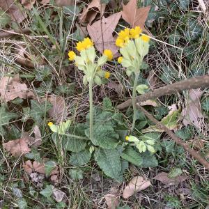 Photographie n°2517800 du taxon Primula elatior (L.) Hill [1765]